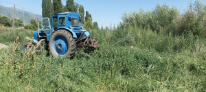 Жапайы оскон кара куурайларды жок кылуу Жапайы оскон кара куурайларды жок кылуу